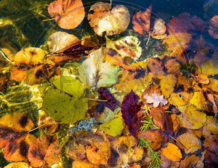 Colourful Sunlit Autumn Leaves Floating In A Pond