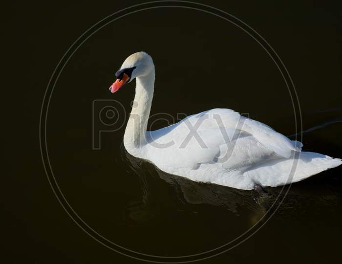 Mute Swan (Cygnus Olor) On Oulton Broad
