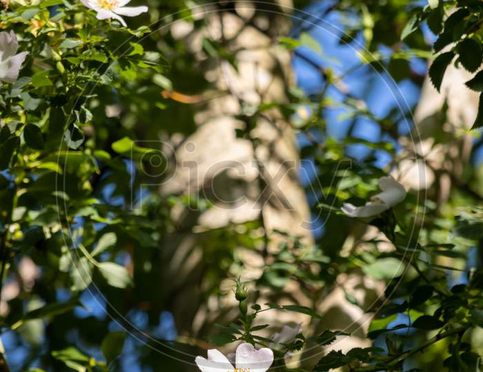 Wild White Dog Rose (Rosa Canina) Growing High Up In A Tree