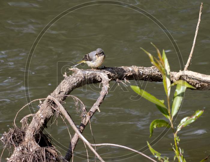 Juvenile Yellow Wagtail (Motacilla Flava) Resting On A Branch By The River Rother In Midhurst