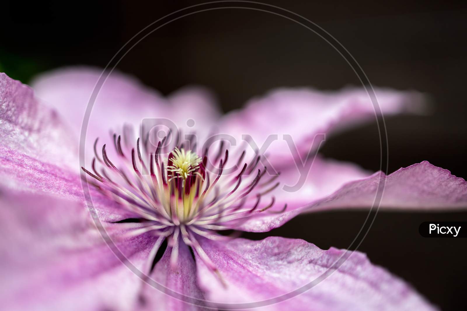 Close Up Of A Pink Clematis Flowering Blooming In The Summer Sunshine