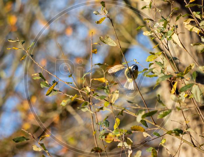 Blue Tit Clinging To A Tree Stem On A Sunny Autumn Day