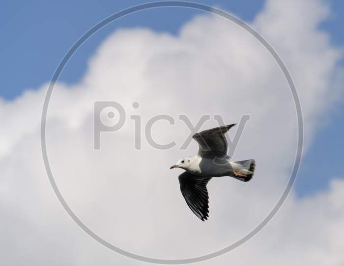 Black-Headed Gull (Chroicocephalus Ridibundus) Flying Over Tilgate Park Lake