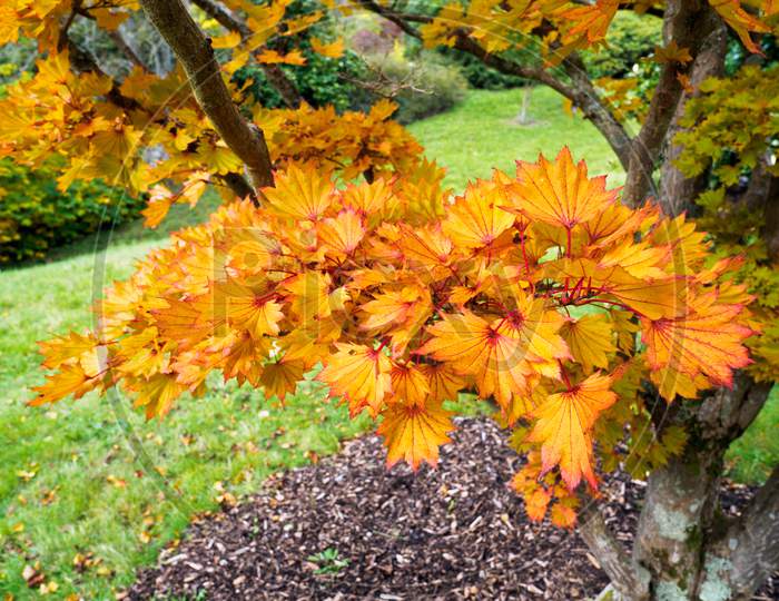 Acer Shirasawanum Cv Aureum In Autumn Colours