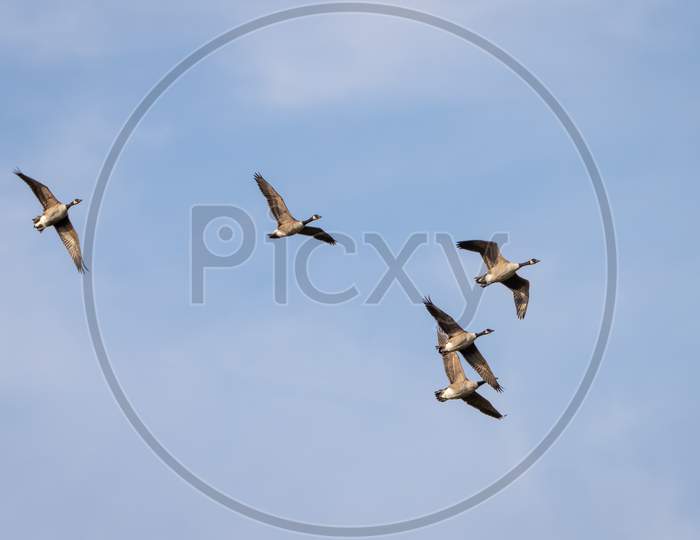 Canada Geese (Branta Canadensis) Flying Over A Lake In Sussex