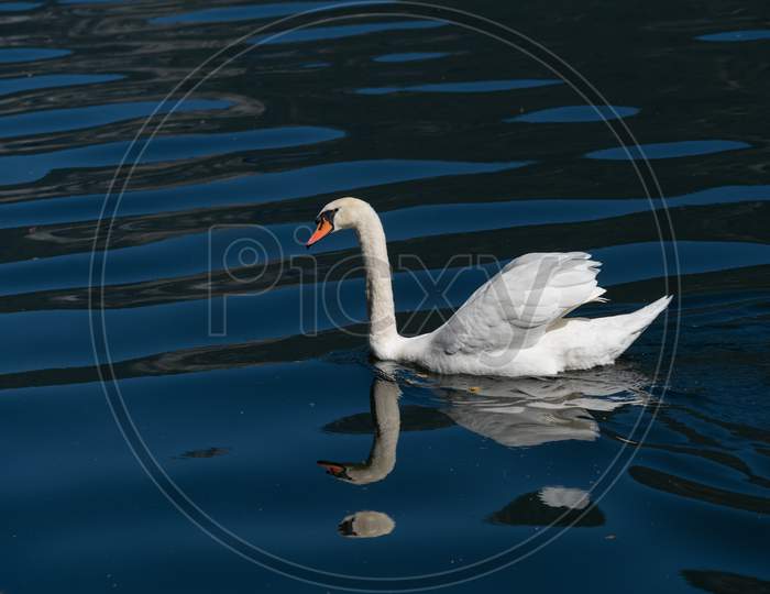 Sunlit Mute Swan On Lake Hallstatt