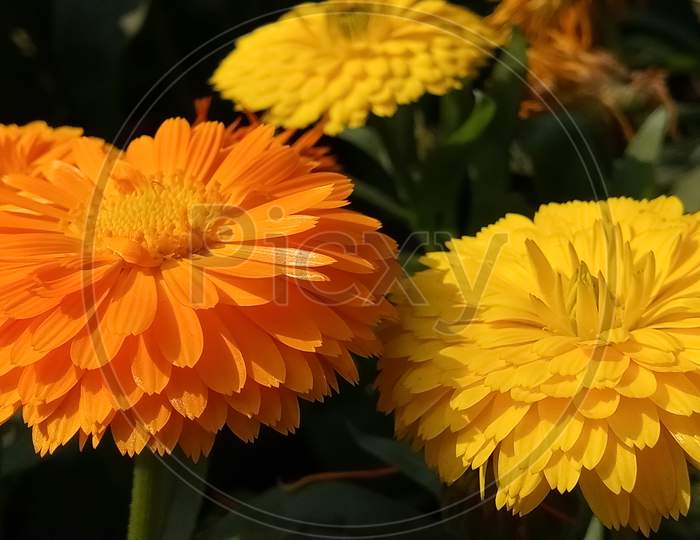 Orange & Yellow daisy flower