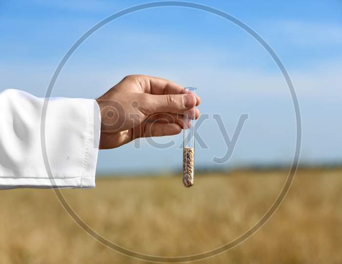 Agronomist Holding Test Tube With Wheat Grains In Field, Closeup. Cereal Farming