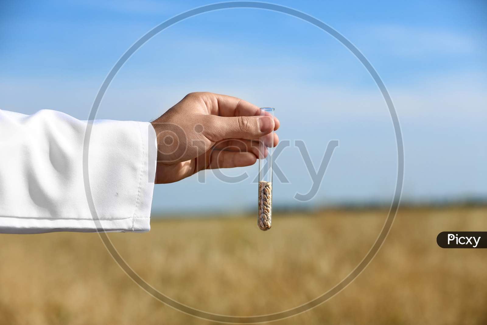 Agronomist Holding Test Tube With Wheat Grains In Field, Closeup. Cereal Farming