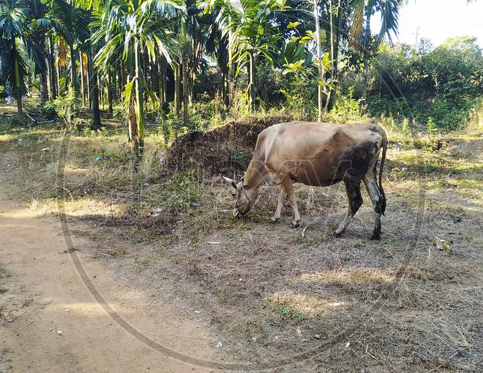 Cow Eating Grass In Village Road In Nature Forest