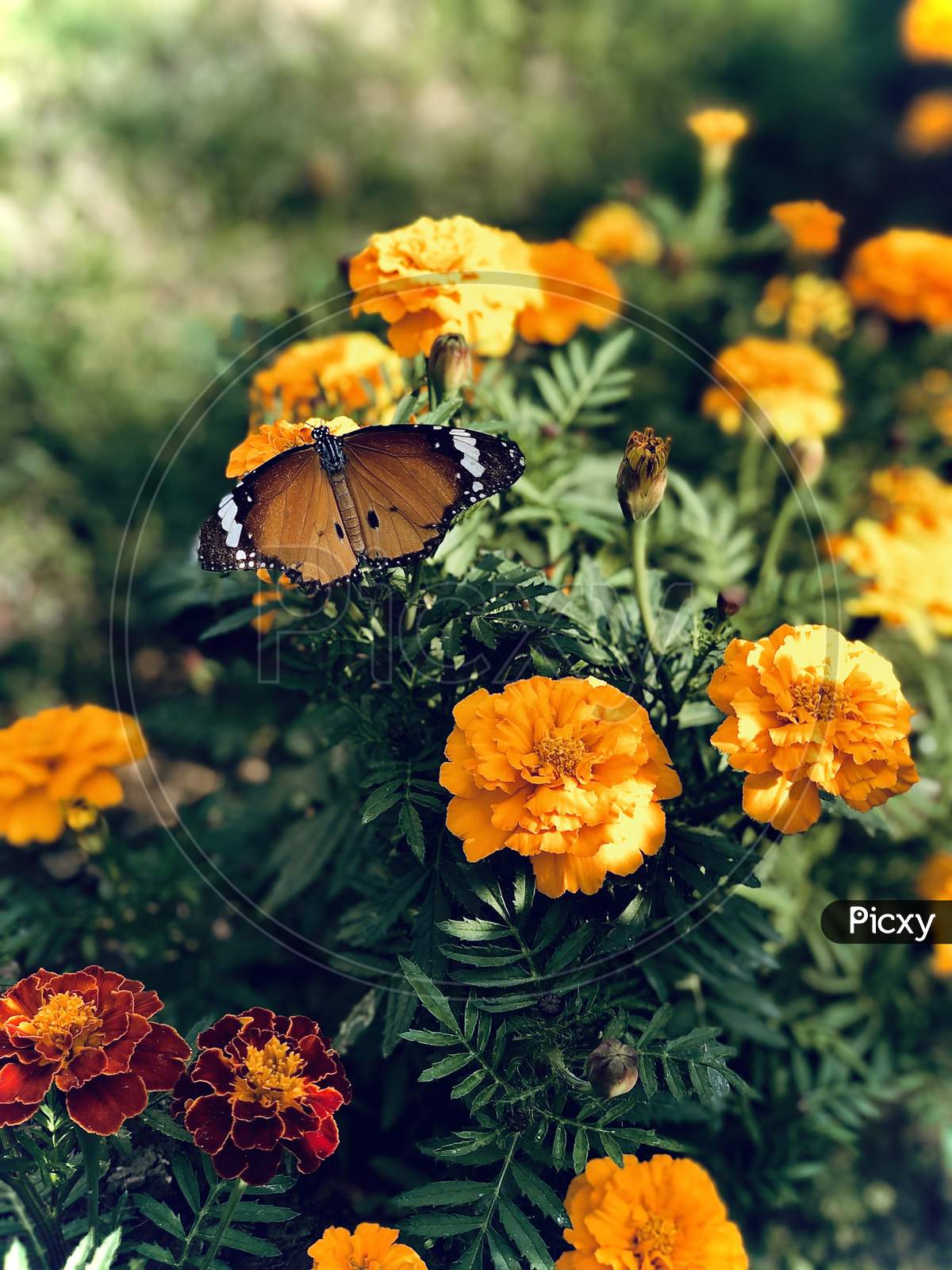Butterfly on marigolds