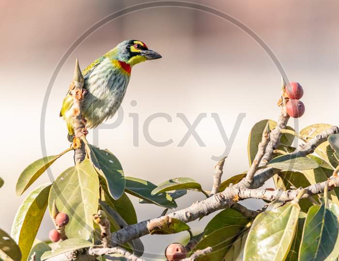 COPPERSMITH BARBET