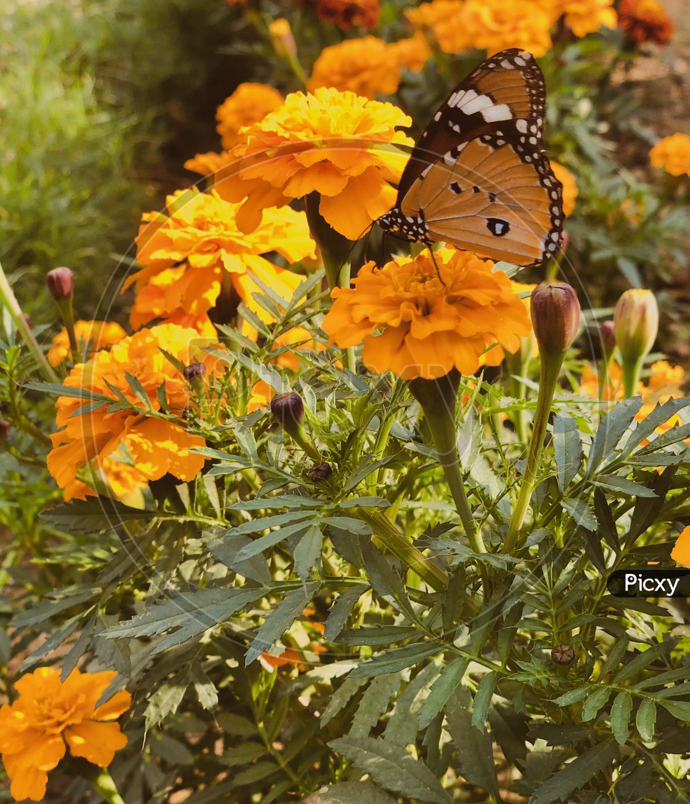 Butterfly on marigold