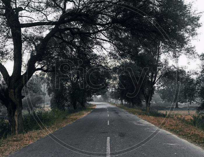 An empty road on a foggy winter morning with trees on side..