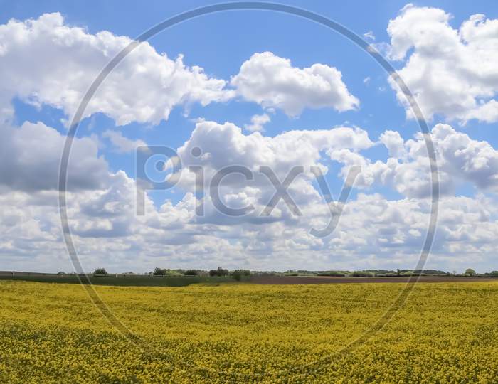 Yellow Field Of Flowering Rapeseed Against A Blue Sky With Clouds, Natural Landscape Background With Copy Space, Germany Europe