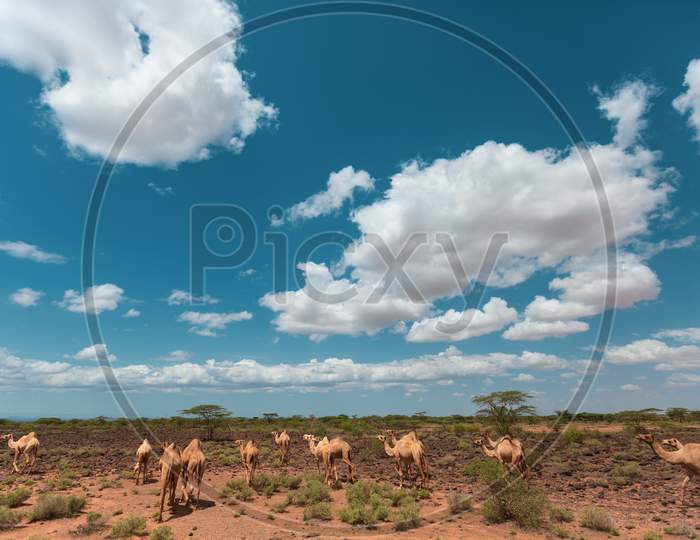 Camela Walking On The Chalbi Desert