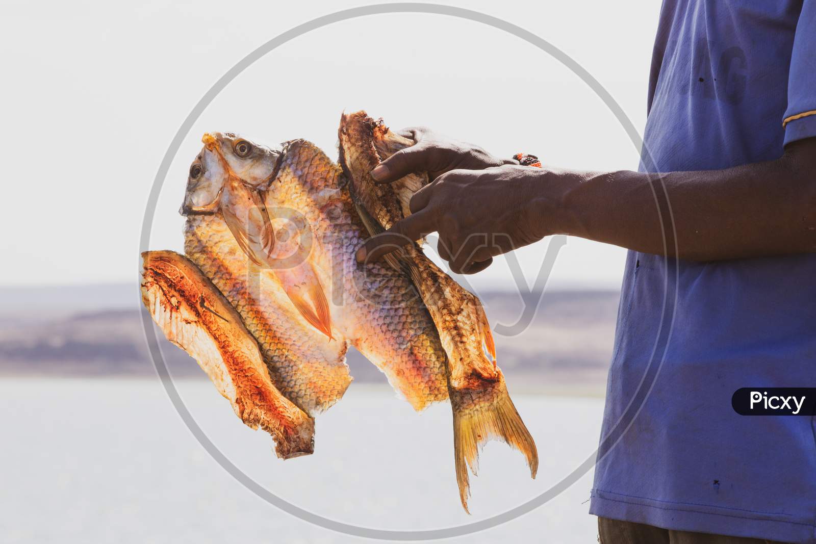 Fisherman Holding The Dried Fish From Lake Turkana