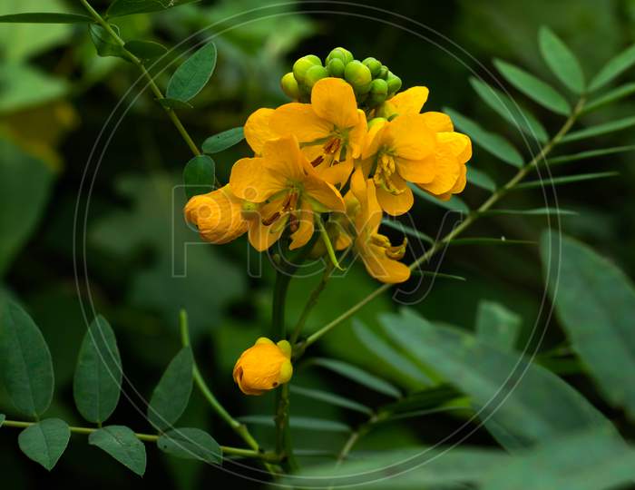 Argentine Senna Yellow Flower Or Leguminosae Senna