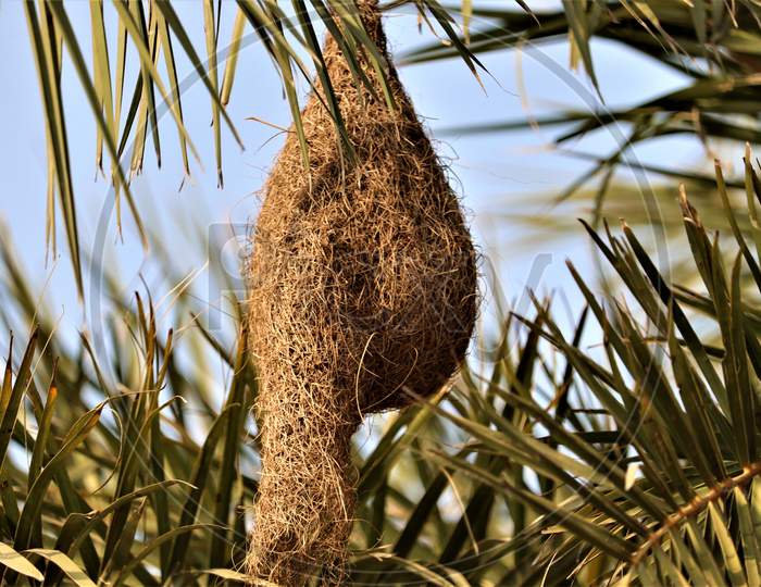 A weaver bird nest