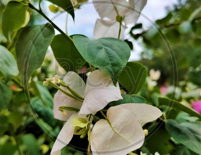 White bougainvillea