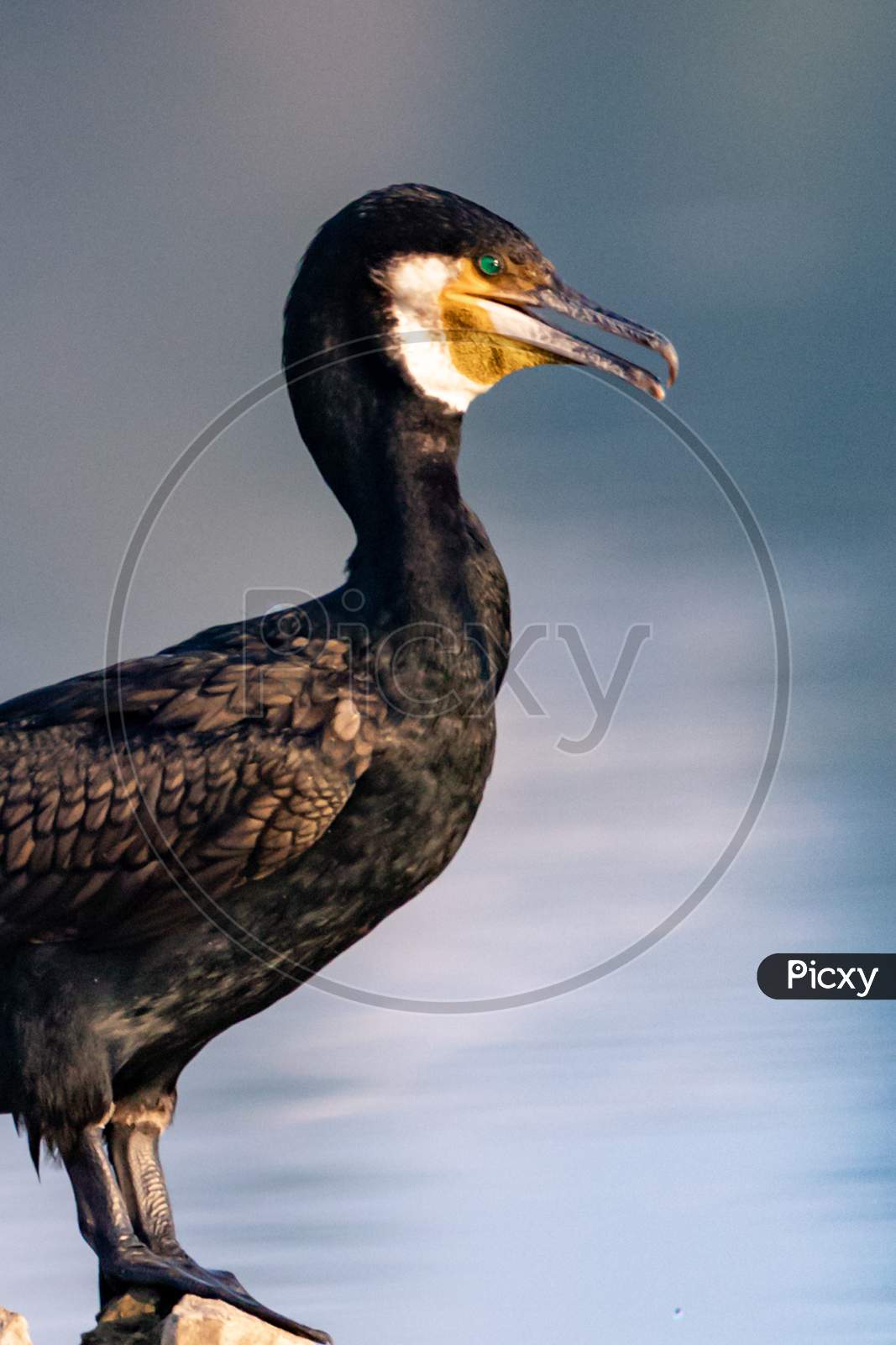 CLOSE UP OF GREAT CORMORANT