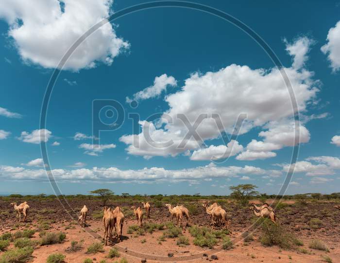 Camela Walking On The Chalbi Desert