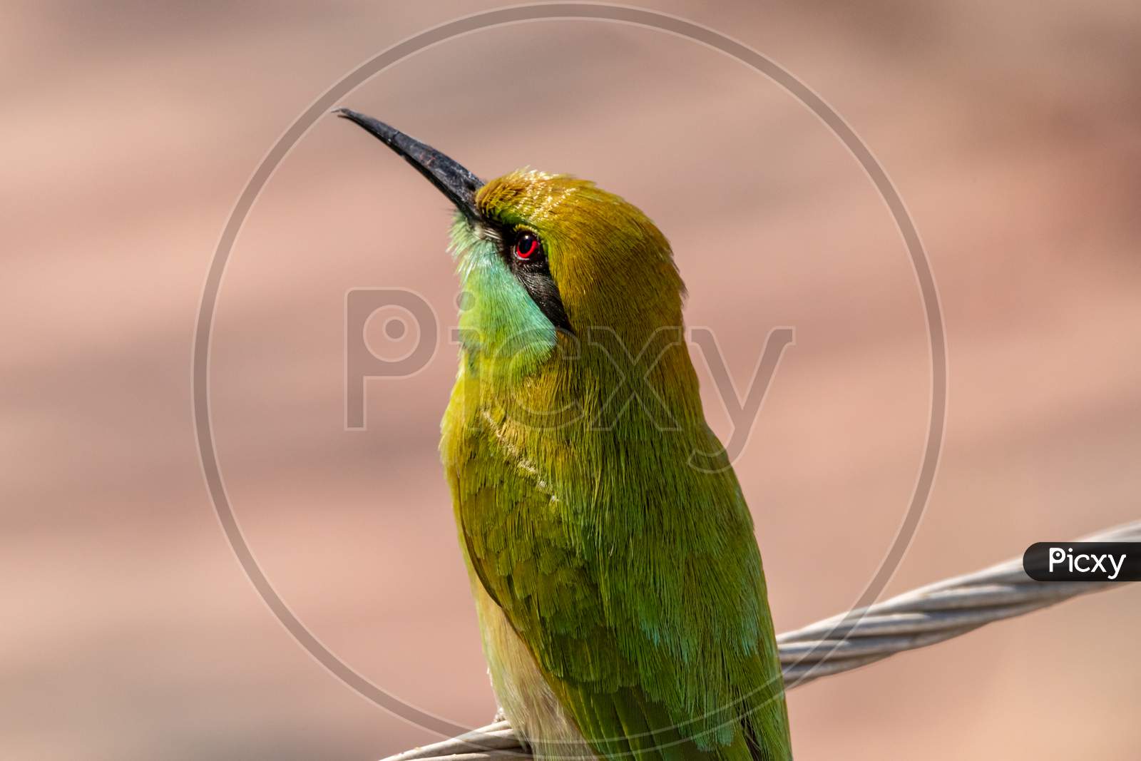 GREEN BEE EATER with red eye