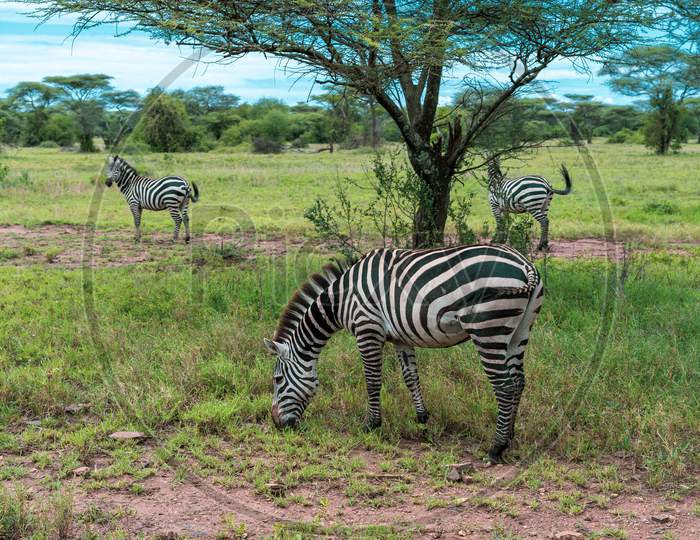 African Panorama In Serengeti National Park