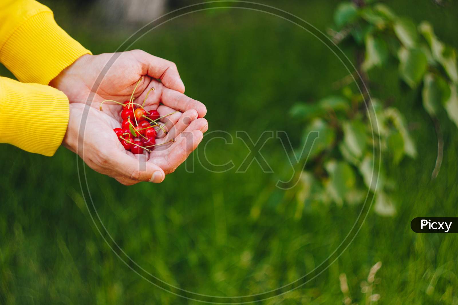 A Man'S Hand Is Holding A Freshly Picked Ripe Fruit Of A Red Sweet Cherry With Sprigs And A Vinelet On A Background Of Grass. Close-Up. Summer. On Blurred Background.