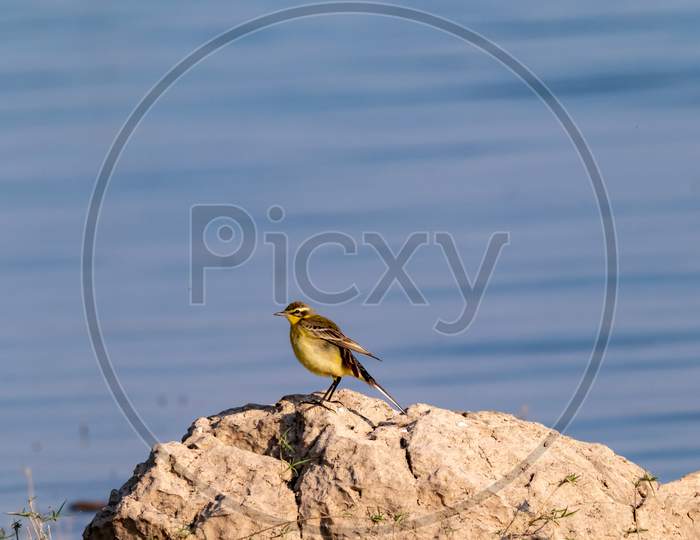 WESTERN YELLOW WAGTAIL