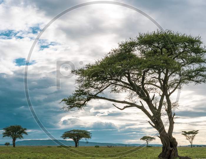 African Panorama In Serengeti National Park
