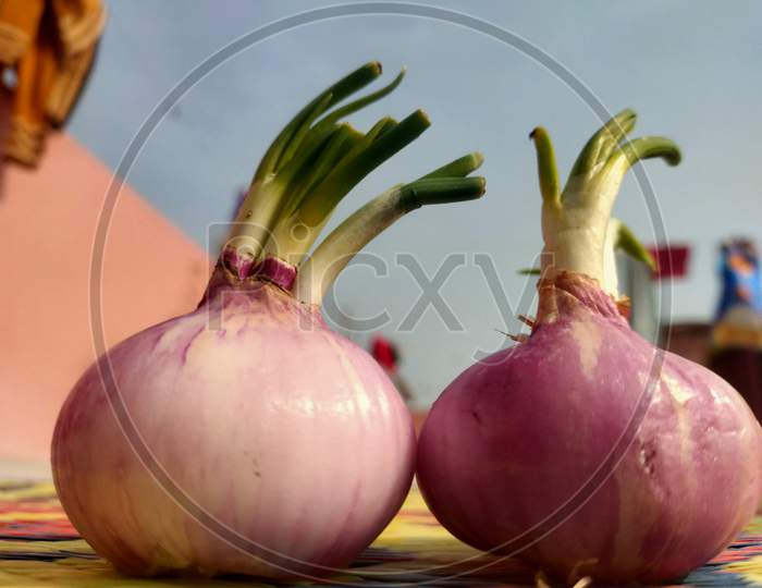 Onion with buds