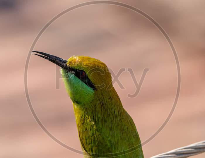 CLOSE UP OF GREEN BEE EATER