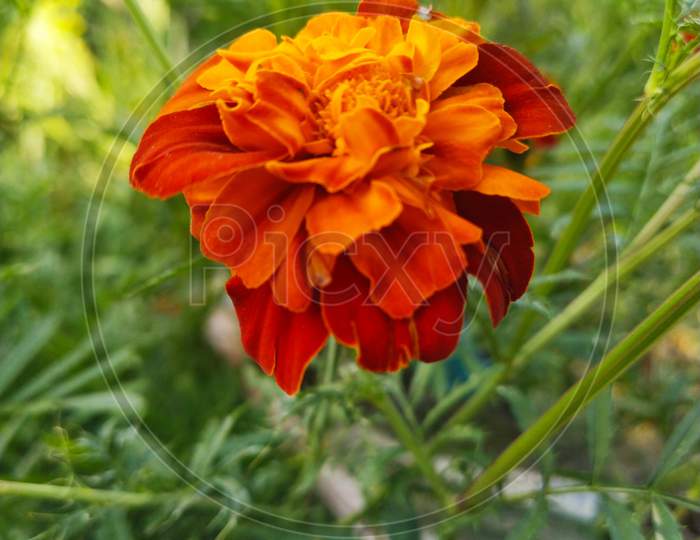 Marigold flower(genda flower)