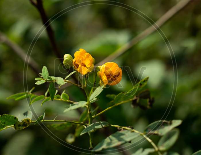 Senna Yellow Flower And Family Of Leguminosae