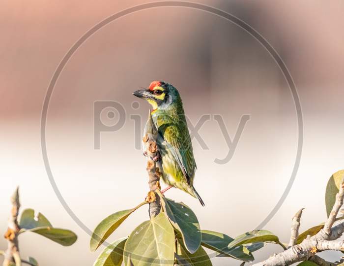 COPPERSMITH BARBET