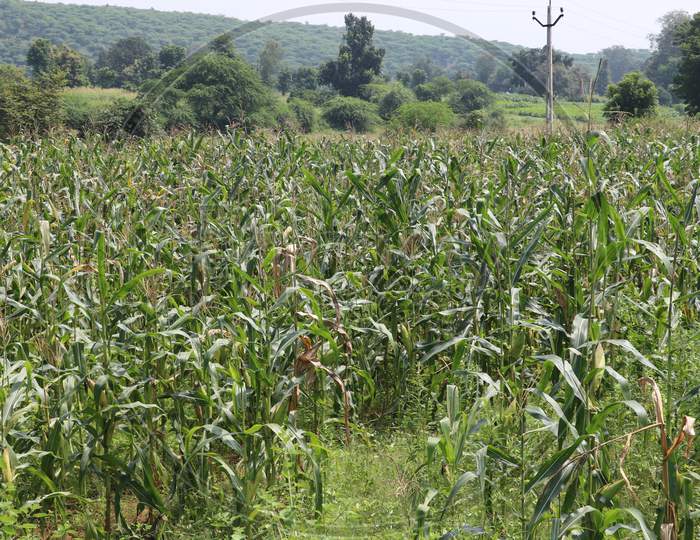 Maize in Trible Area