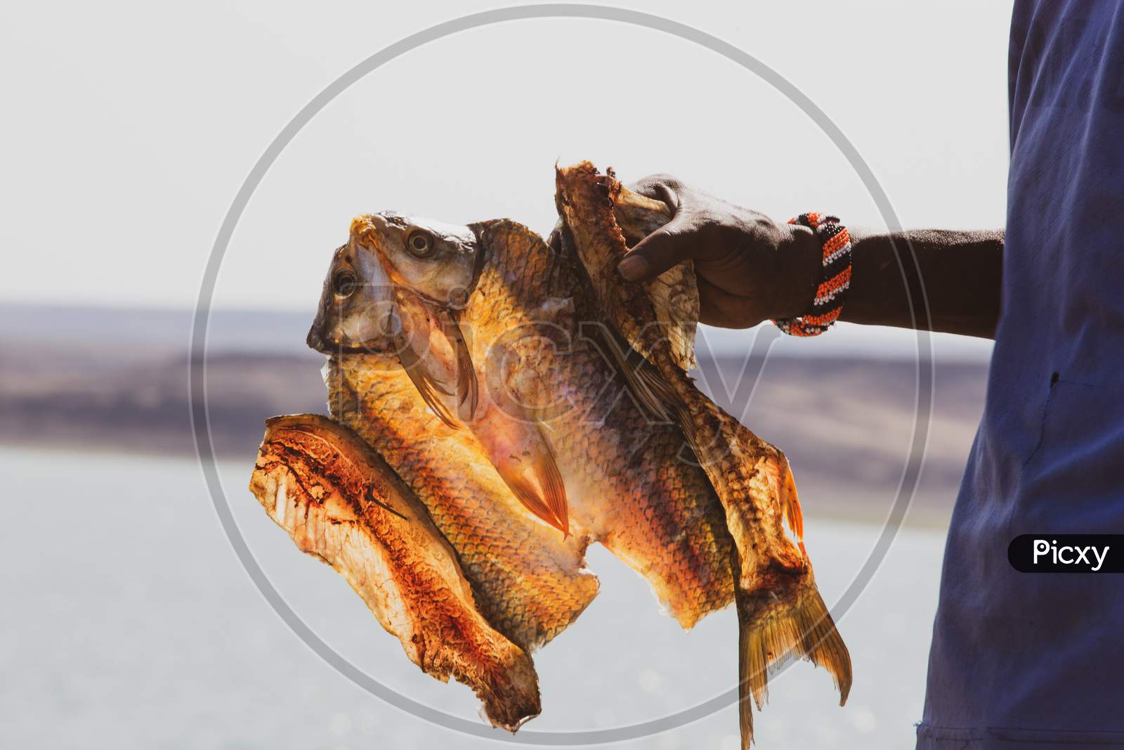 Fisherman Holding The Dried Fish From Lake Turkana