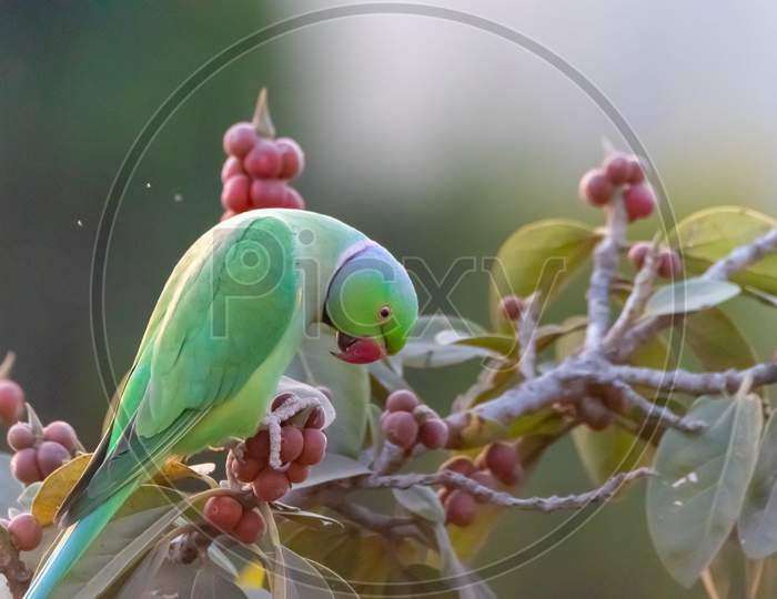 rose ringed parakeet