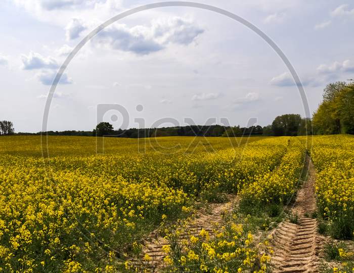 Yellow Field Of Flowering Rapeseed Against A Blue Sky With Clouds, Natural Landscape Background With Copy Space, Germany Europe