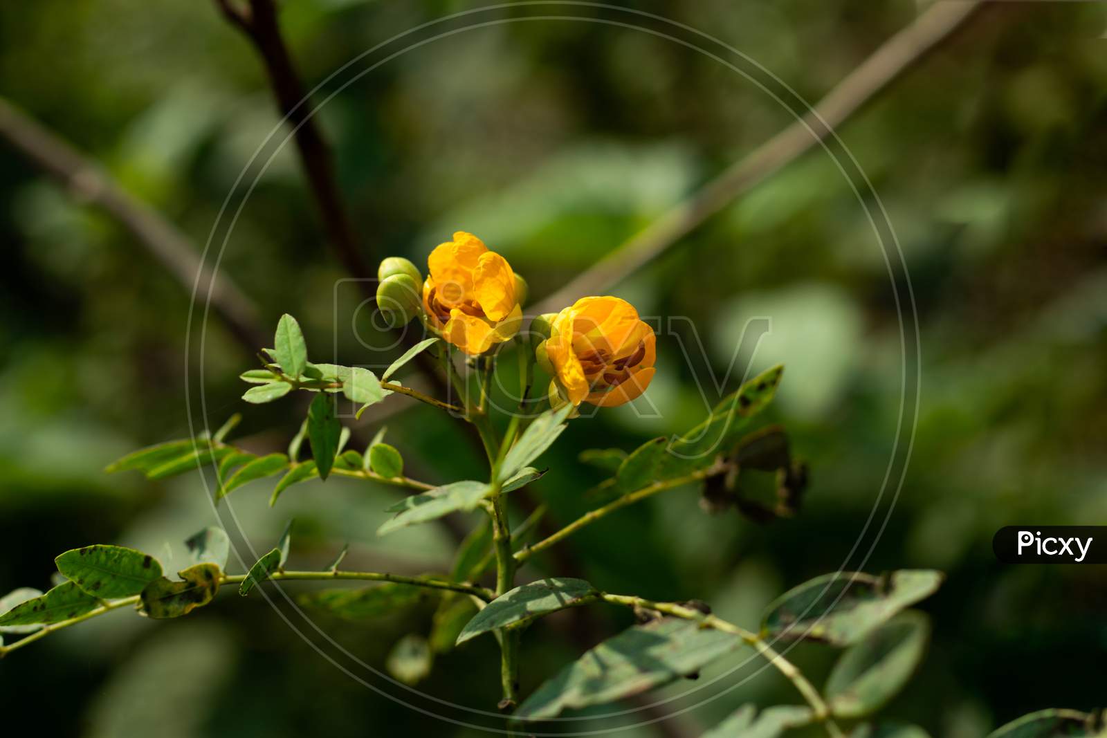 Senna Yellow Flower And Family Of Leguminosae
