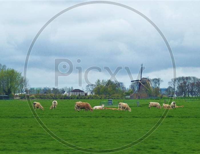 Farm in Netherlands