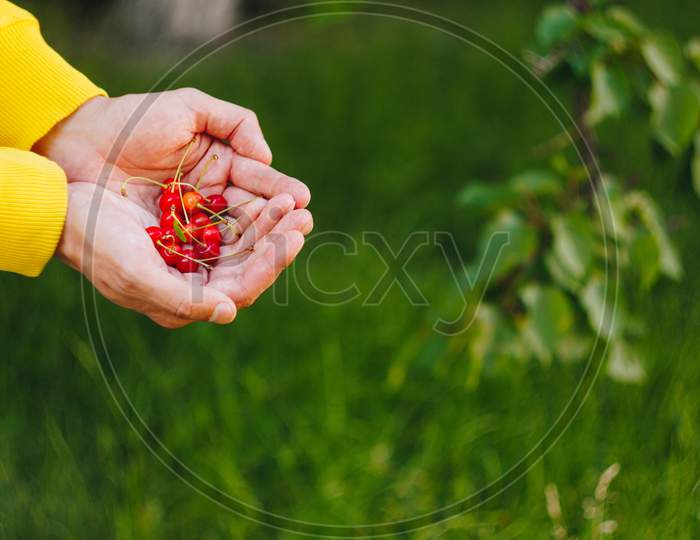 A Man'S Hand Is Holding A Freshly Picked Ripe Fruit Of A Red Sweet Cherry With Sprigs And A Vinelet On A Background Of Grass. Close-Up. Summer. On Blurred Background.