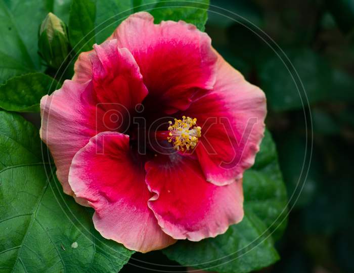Red Colorful Big Hibiscus Rosa-Sinensis Or Joba