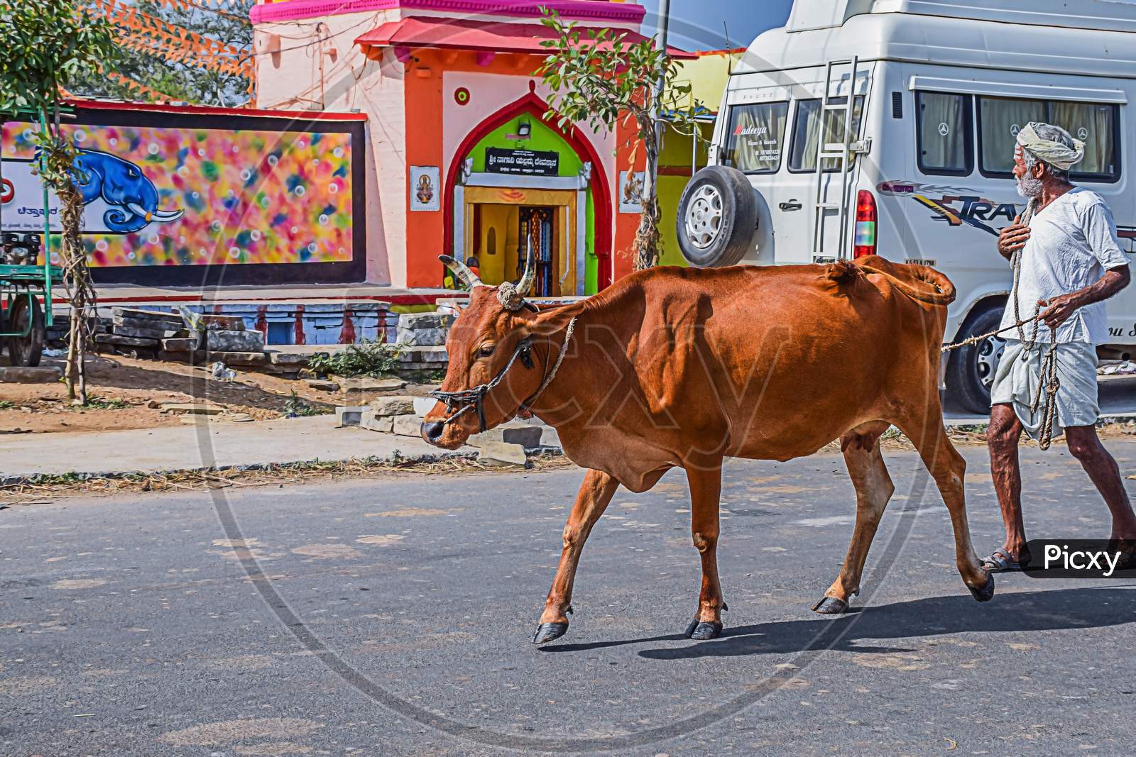 Chitapur , Karnataka , India - December 2Nd 2019; Old Man Walking With Cow In Indian Village.