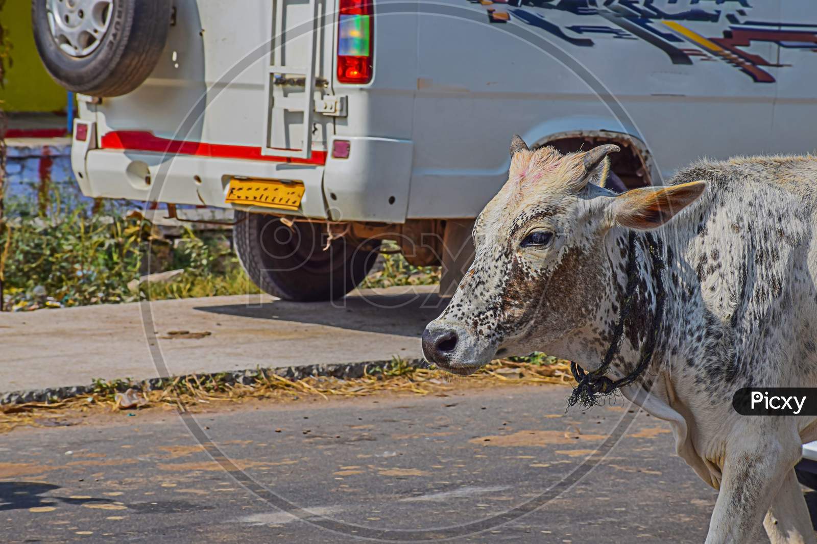 Picture Of A White Color Indian Calf Walking On Road In Bright Sunlight.