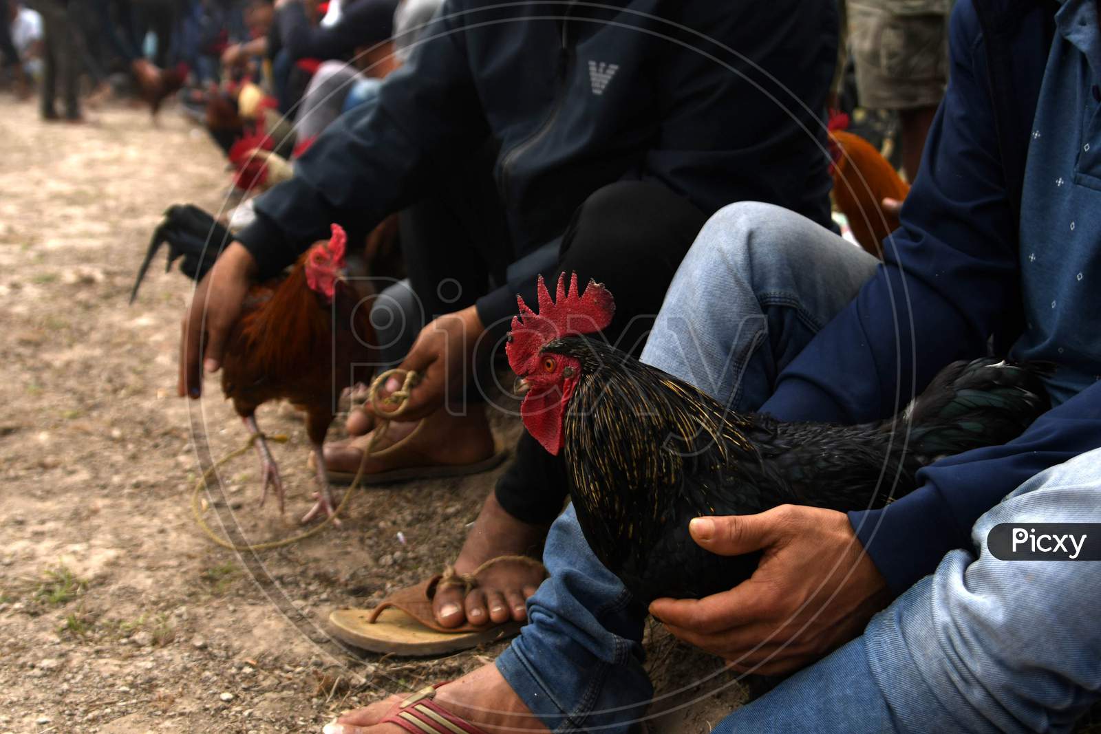 Morigaon :A Villagers  Belonging To The Tiwa Tribe Holds On To His Rooster Before A Fight, A Part Of Udpur Festival Near Dharamtul In Morigaon District Of Assam On Jan 19,2021.