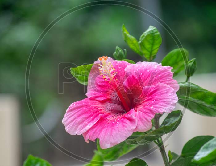 Image Of Pinkish Colored Flower Hibiscus Rosa Sinensis Known As Chinese Hibiscus China Rose