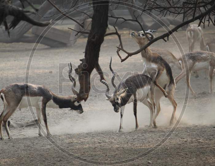 Herd of fallow Blackbuck ( Indian Antelope) Competing for Mating during rutting season Inside Zoo