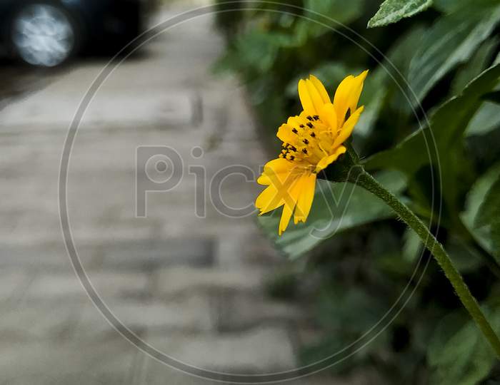 Focus On Yellow Flower And Green Leafs Plant Side View